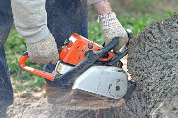 Reliable Elm Creek, TX Tree Care Solutions